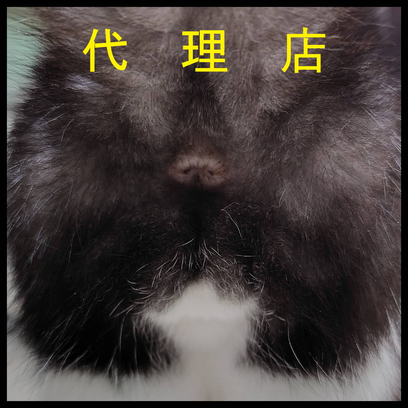 代理店